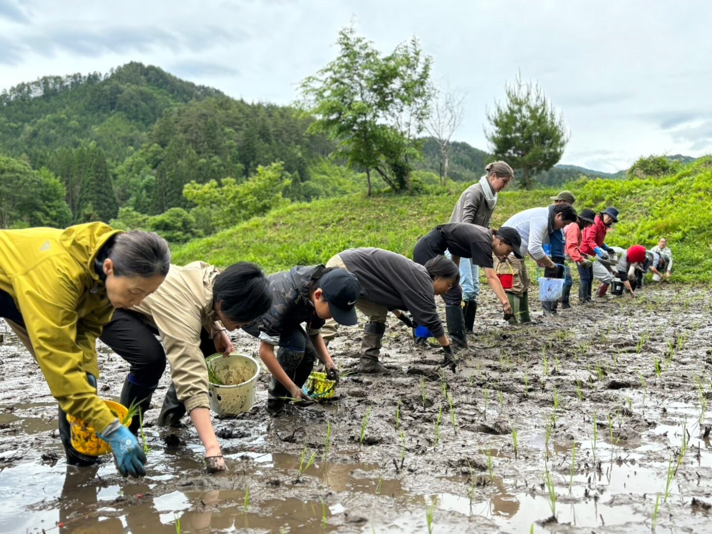 サノライスのMY田んぼ